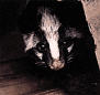 Masked palm civet